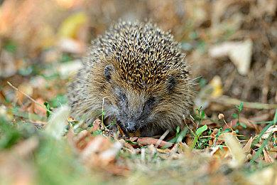 《武装突袭：Reforger》IGN 6分 还是去玩《武装突袭3》吧